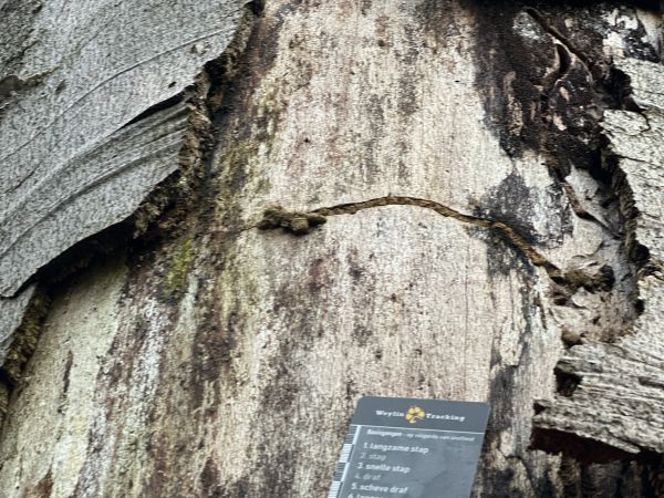 A - Ambiguously determined, we are not sure