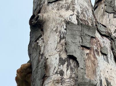 A - Ambiguously determined, we are not sure