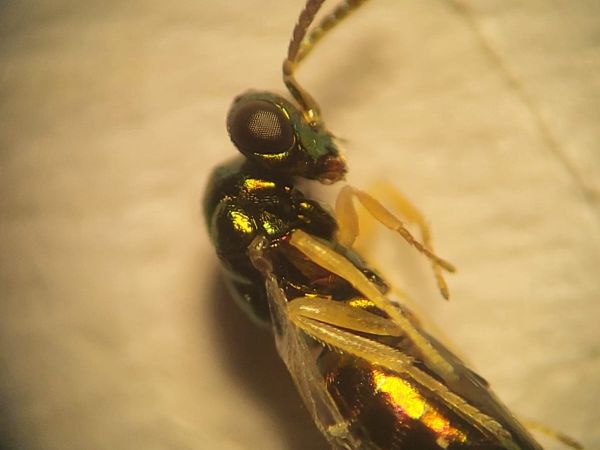 Gall wasp Dryomyia circinans