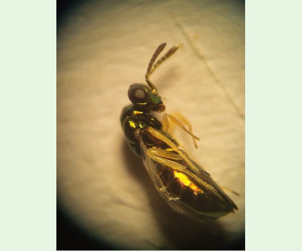 Dryomyia circinans