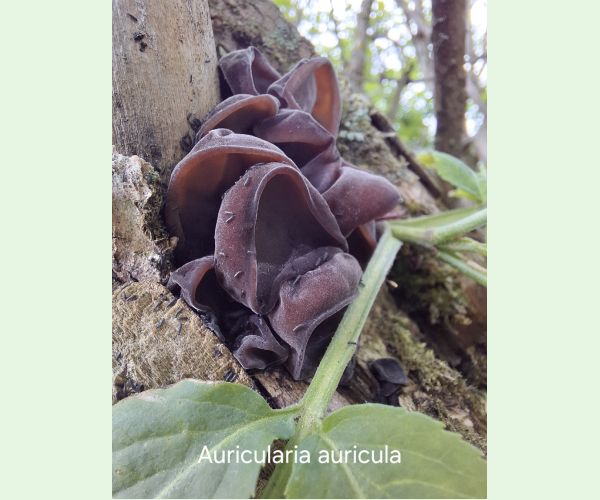 Auricularia auricula-judae