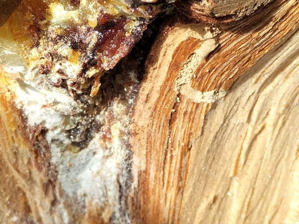 A - Ambiguously determined, we are not sure