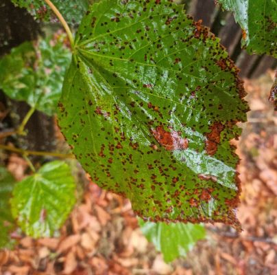 Cercospora microsora