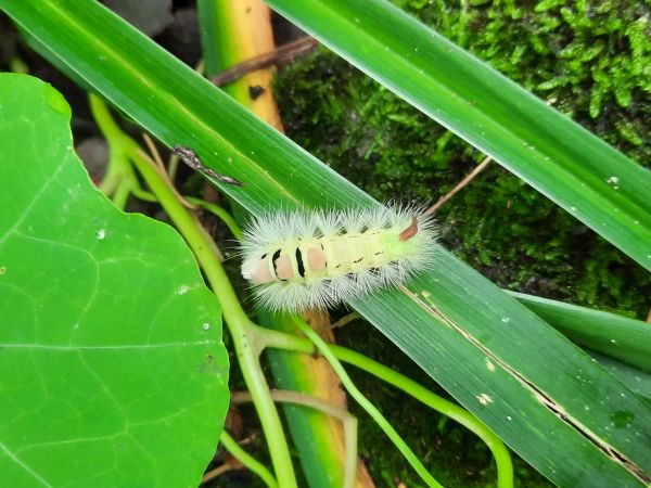 Pale tussock