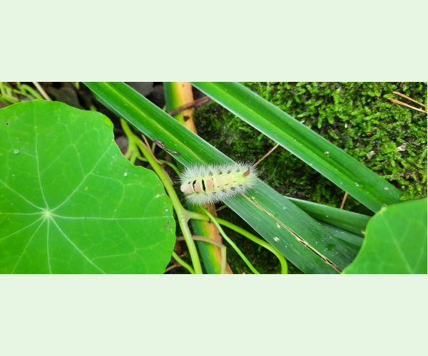 Calliteara pudibunda