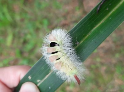 Štetinavec orechový