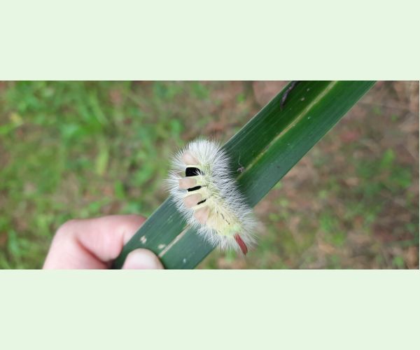 Calliteara pudibunda