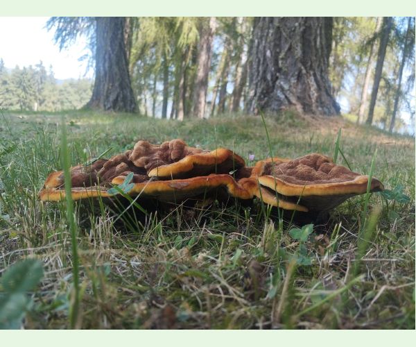 Phaeolus schweinitzii