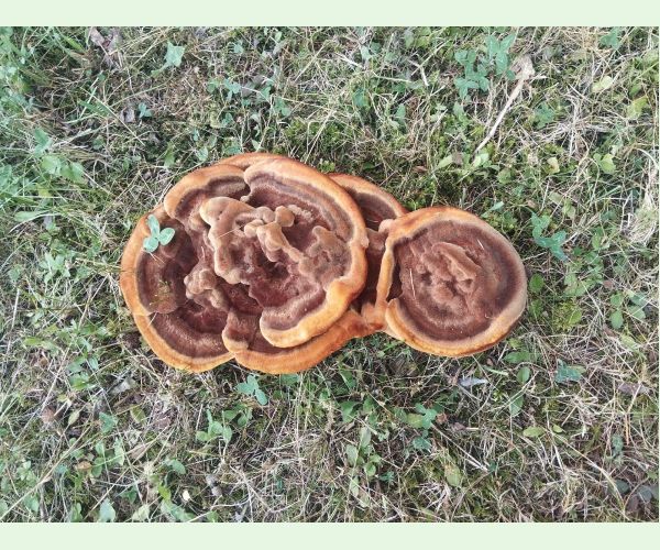 Phaeolus schweinitzii