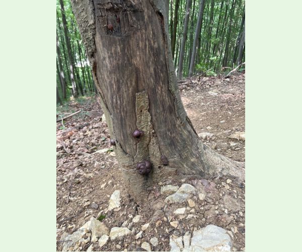 Daldinia concentrica