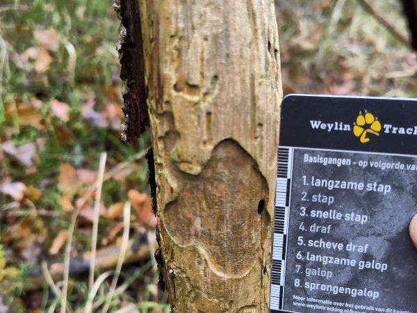 A - Ambiguously determined, we are not sure