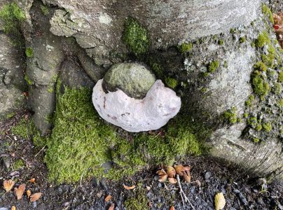 Práchnovec kopytovitý