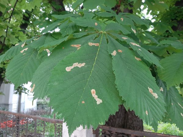 Horse-chestnut leaf miner