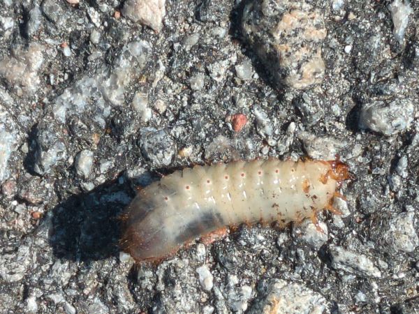 Flower chafers Cetoniinae