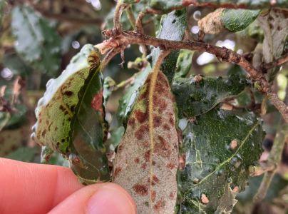 Roztoč Aceria ilicis