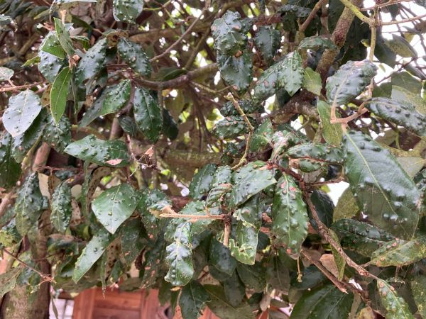 Gall mite of Holly oak