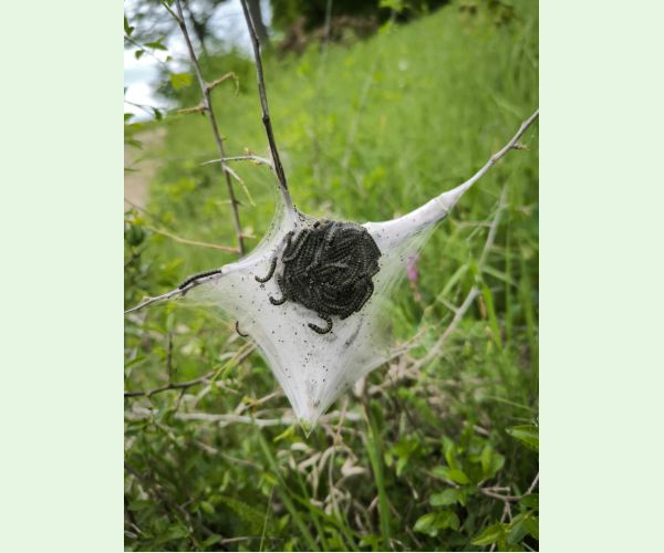 Eriogaster lanestris