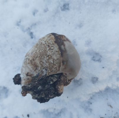 Piptoporus betulinus
