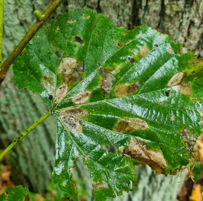 Phyllonorycter issikii