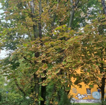 Heat, drought and bark burn