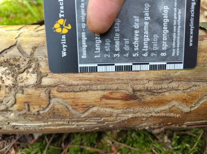 A - Ambiguously determined, we are not sure