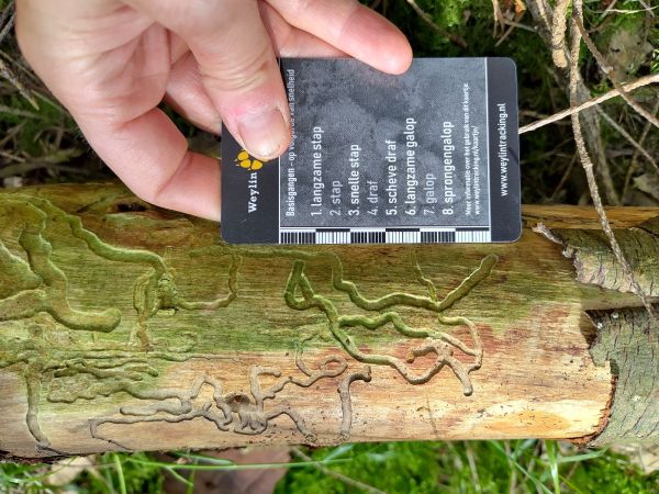 A - Ambiguously determined, we are not sure