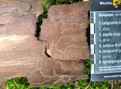 A - Ambiguously determined, we are not sure