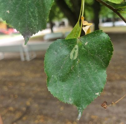 Phyllonorycter issikii