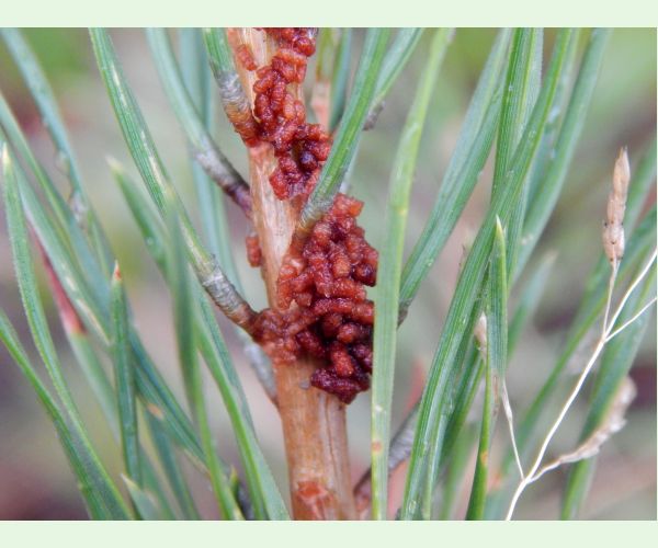 Acantholyda hieroglyphica