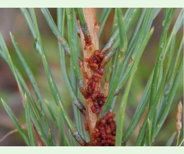 Acantholyda hieroglyphica