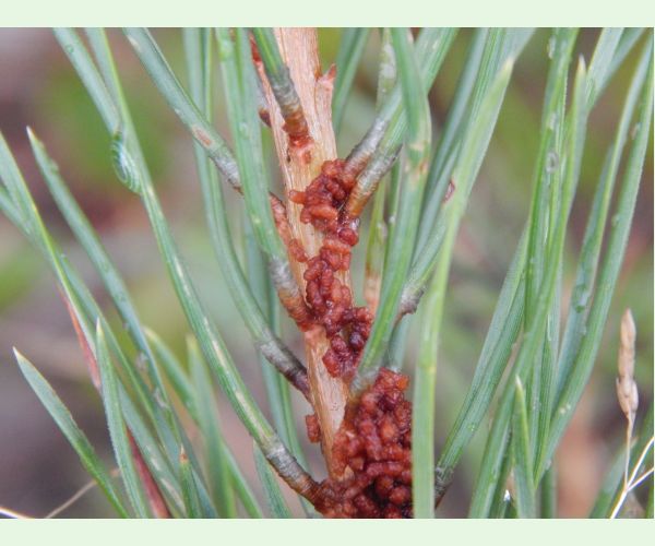 Acantholyda hieroglyphica