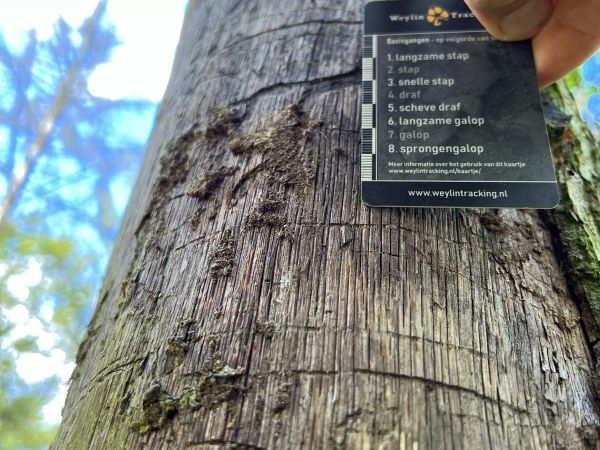 Oak splendour beetle