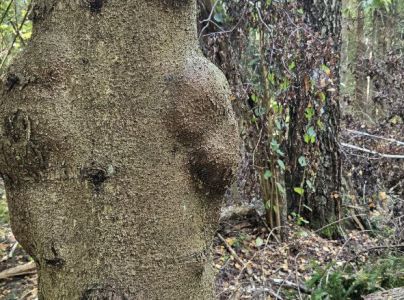 A - Ambiguously determined, we are not sure