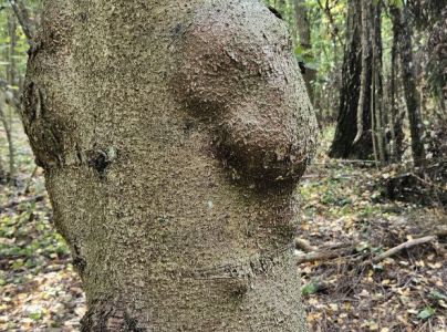 A - Ambiguously determined, we are not sure