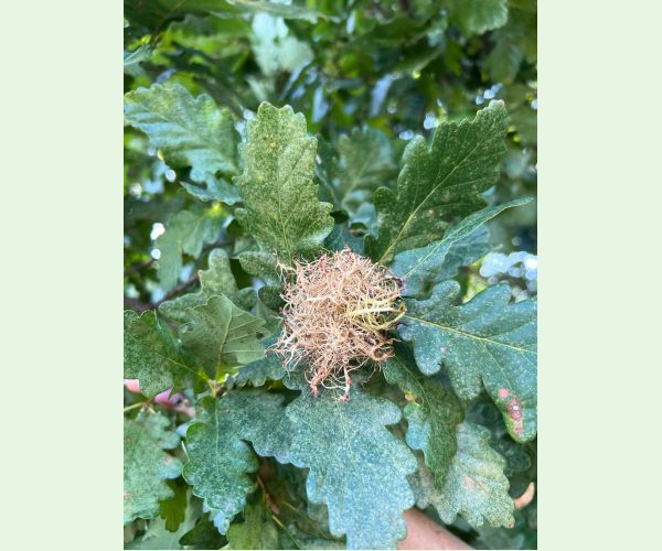 Andricus caputmedusae