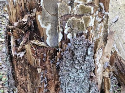 A - Ambiguously determined, we are not sure