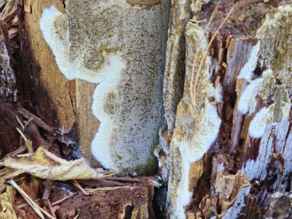 A - Ambiguously determined, we are not sure