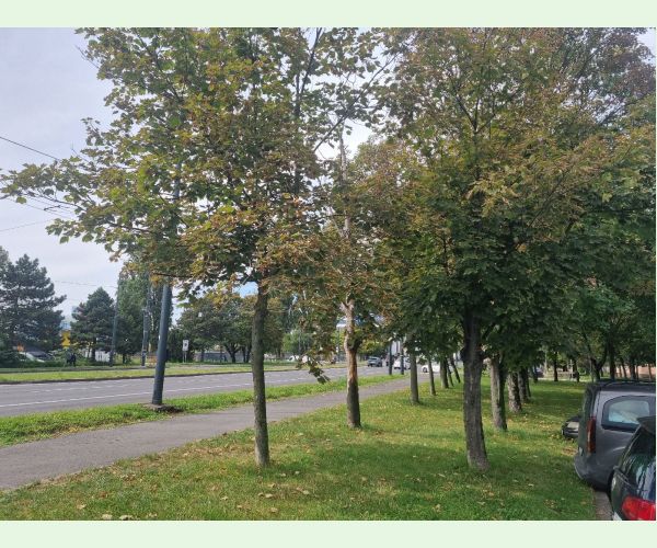 Heat, drought and bark burn