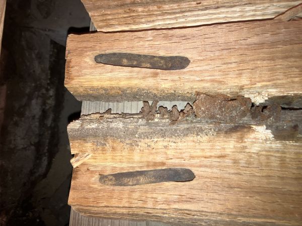 Great capricorn beetle