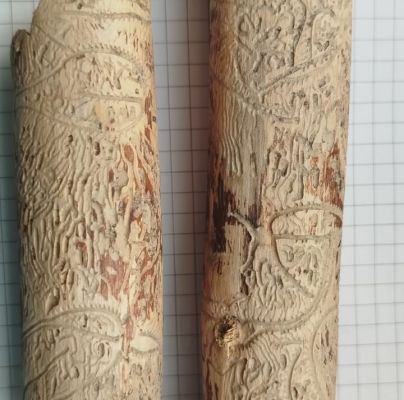 A - Ambiguously determined, we are not sure