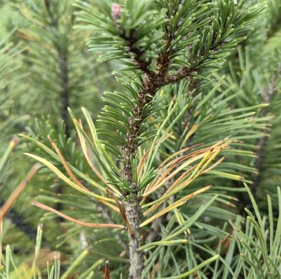 Lophodermium seditiosum