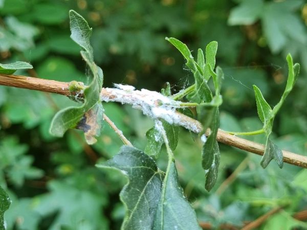Citrus flatid planthopper
