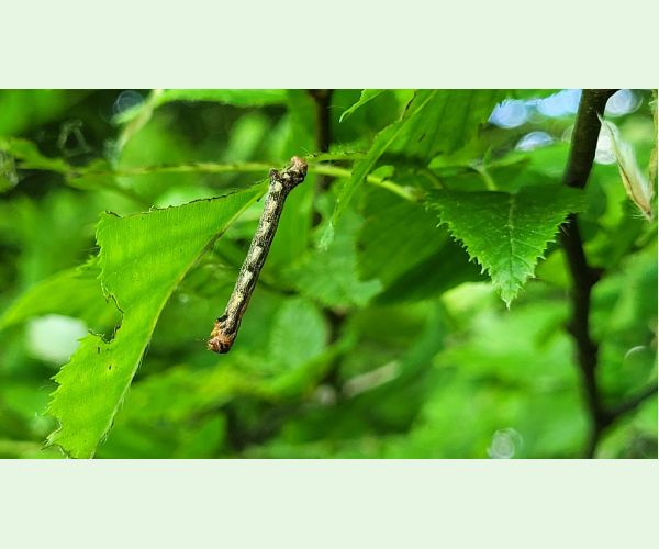 Agriopis aurantiaria