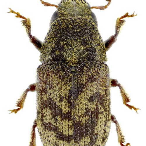 Hylesinus varius (=fraxini)