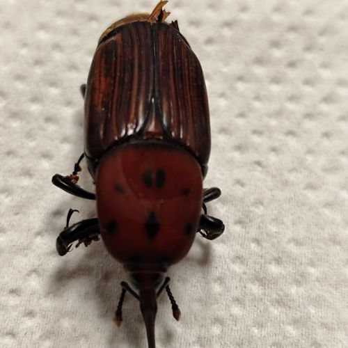 Rhynchophorus ferrugineus 
