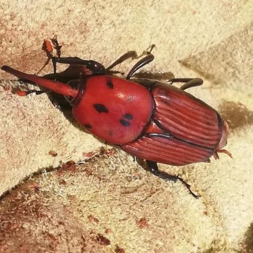 Rhynchophorus ferrugineus 