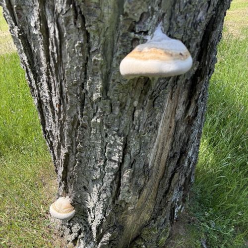 Fomes fomentarius 