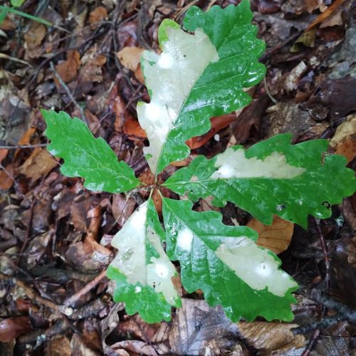 Tischeria ekebladella