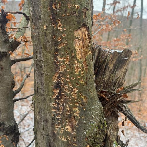 Taphrorychus bicolor