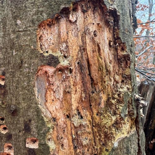 Taphrorychus bicolor